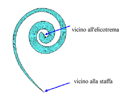 Membrana arrotolata.png